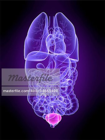 3d rendered anatomy illustration of human organs with highlighted bladder