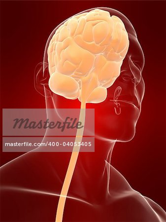 3d rendered anatomy illustration of a male head shape with brain