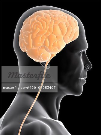 3d rendered anatomy illustration of a male head shape with brain