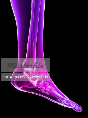 3d rendered x-ray illustration of a human painful foot