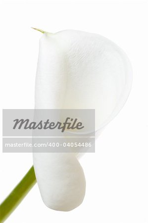 A calla lily on a white background