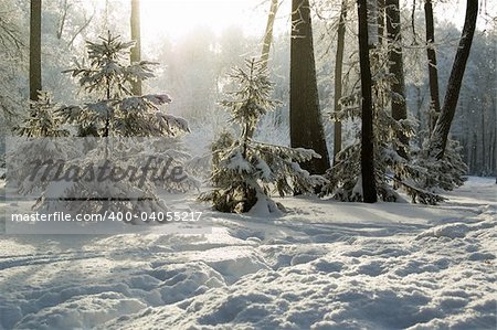 Trees mantled with rime frost and bushes in the morning