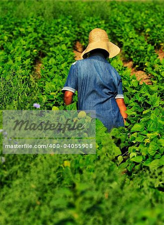 Female worker working in a bean farm during harvesting