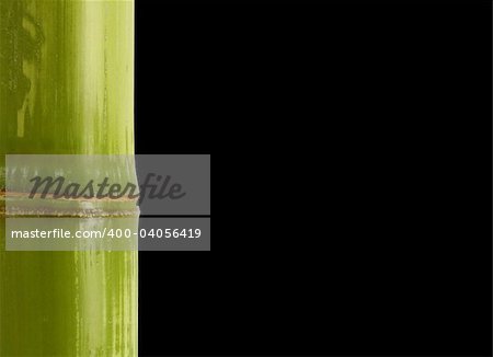 fine image closeup of bamboo with space for text