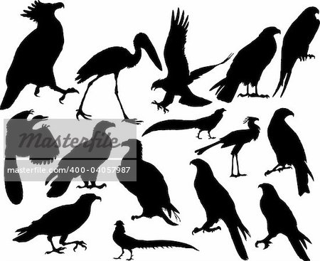 Vector illustrations black silhouettes birds on white