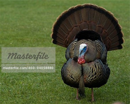 Wild male turkey strutting in the spring.