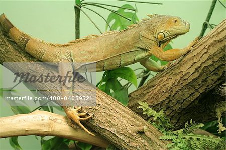Two chameleons sit on branch in captivity