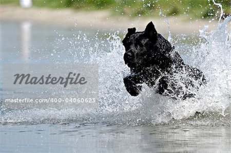 Black dog is jumping in the water.