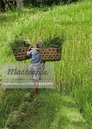 The man with the baskets filled with a grass. Bali. Indonesia