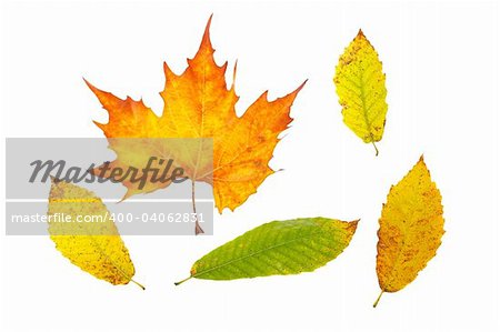 Assortment of leaves, isolated on white background
