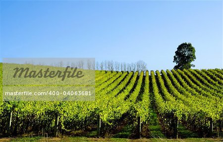 Late afternoon sun baths a scenic vineyard