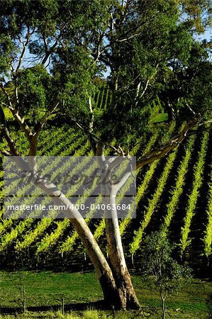 Gum Tree in front of vineyard rows