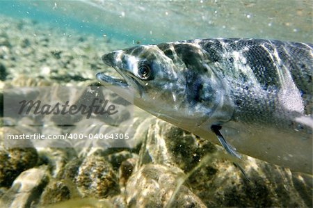 Unique shot of the atlantic salmon in its natural habitat