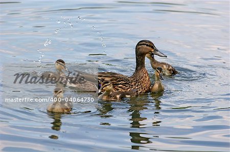 Baby ducks playing in the lake with the mother