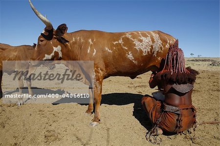 A Himba woman milking a cow.