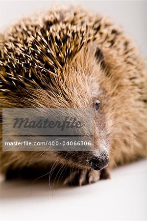 A hedgehog is any of the small spiny mammals of the subfamily Erinaceinae and the order Insectivora. There are 15 species of hedgehog in four genera, found through parts of Europe, Asia, Africa, and New Zealand. There are no hedgehogs native to the Americas or Australia. Hedgehogs have changed little over the last 15 million years. Like many of the first mammals they have adapted to a nocturnal, i