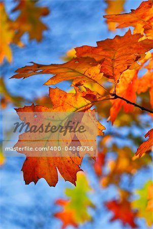 Autumn oak leaves of bright fall colors close up