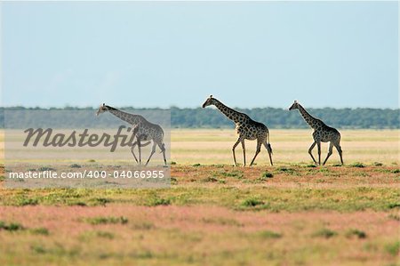 Three giraffes (Giraffa camelopardalis), walking over the vast plains of the Etosha National Park, Namibia, southern Africa