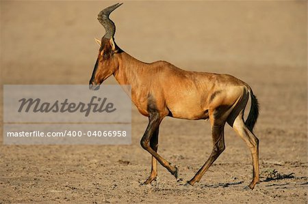 Red hartebeest (Alcelaphus buselaphus), Kalahari desert, South Africa