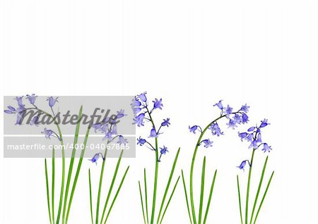 Abstract design of bluebell flowers set against a white background.