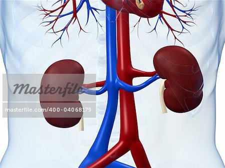 3d rendered anatomy illustration of human kidneys