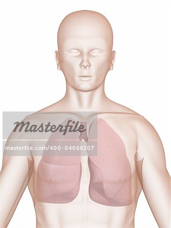 3d rendered anatomy illustration of a human shape with lung