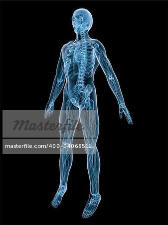 3d rendered anatomy illustration of the human vascular system