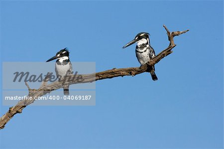 A Kingfisher pair looking right