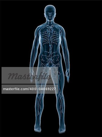 3d rendered anatomy illustration of the human lymphatic system