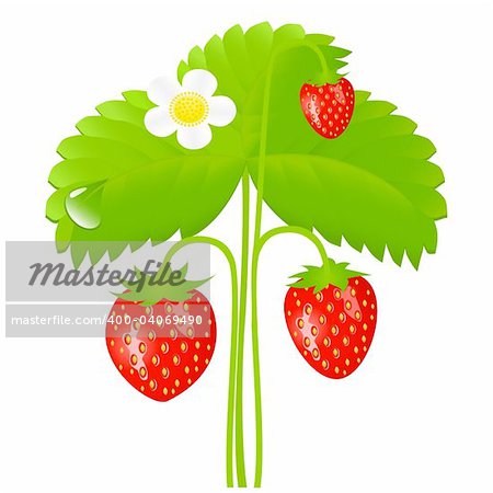 Vector illustration of ripe strawberry