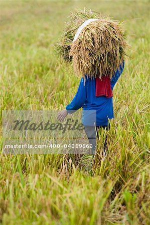 photo of a farmer carries rice paddy after harvesting