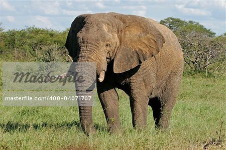 A large African bull elephant (Loxodonta africana), Hwange National Park, Zimbabwe, southern Africa