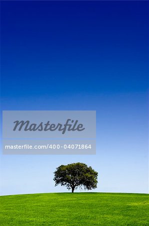 Green landscape with a tree and  a beautiful blue sky