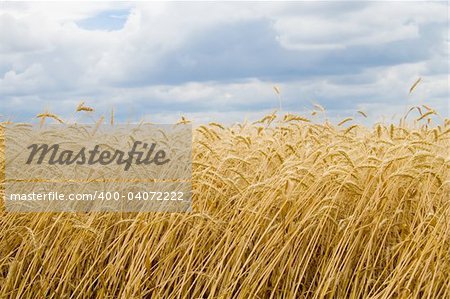 range wheat on sky with cloud background