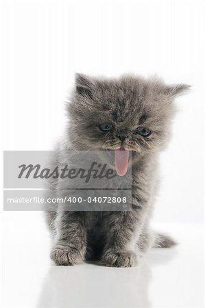 Portrait of small persian cat with tongue out - isolated