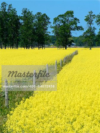 wood fence in a beautiful colza field