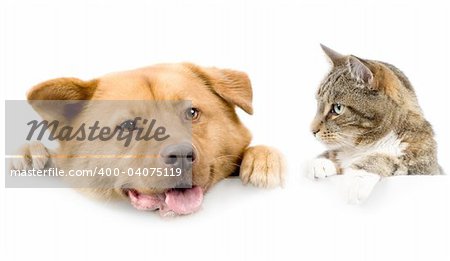 Cat looking at dog above white banner