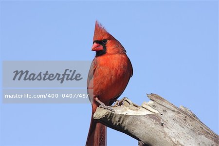 Male Northern Cardinal (cardinalis cardinalis) on a stump with a blue sky background