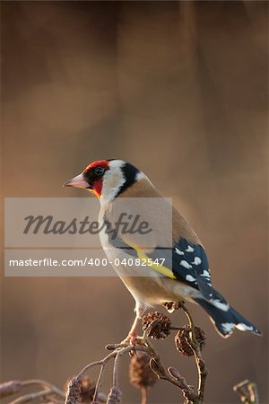 single goldfinch perched on alder