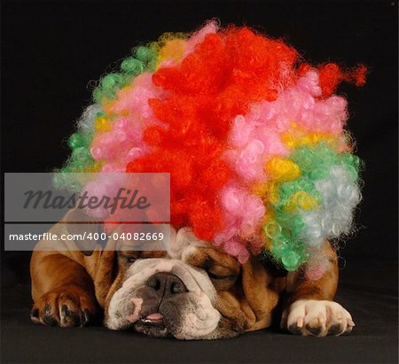 english bulldog dressed up with clown wig on black background