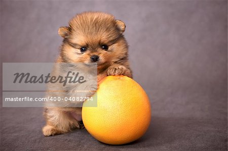 Puppy of the purebred spitz-dog withw
