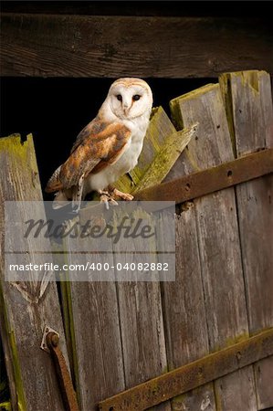 A Barn Owl perched on the bottom half of an old stable door.