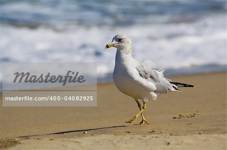 Seagull walking on the beach in Virginia beach