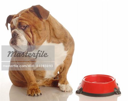 english bulldog turning her nose up to an empty food dish - hungry dog