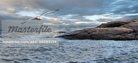 It is growing dark. A bad weather. The bird struggles with a wind, coming back to rocky coast.