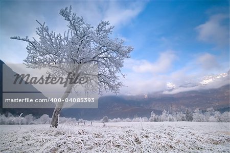 Tree in the cold winter valley.