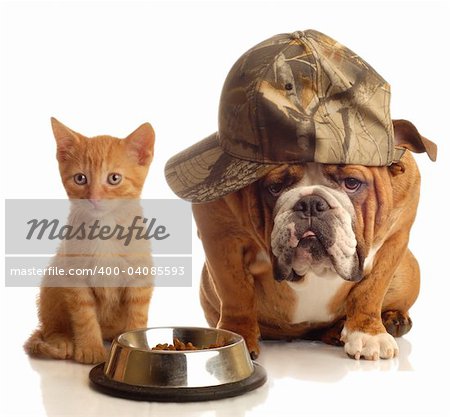 english bulldog and orange  kitten sitting at food dish