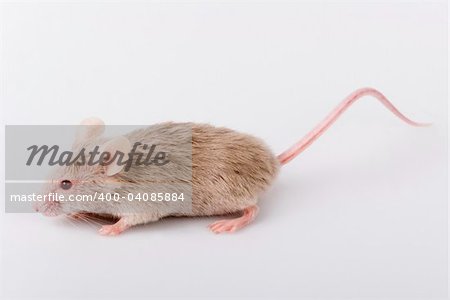 Grey mouse on white background