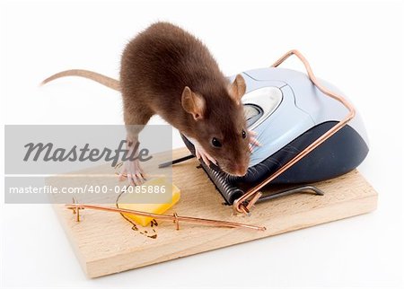 a mouse used his computer sibling to get to the cheese