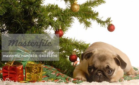 cute fawn pug puppy laying down under christmas tree
